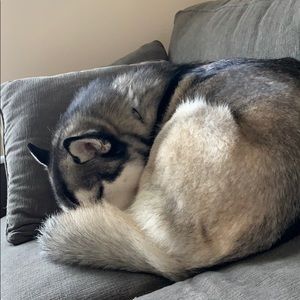 Meet your Posher, Nic